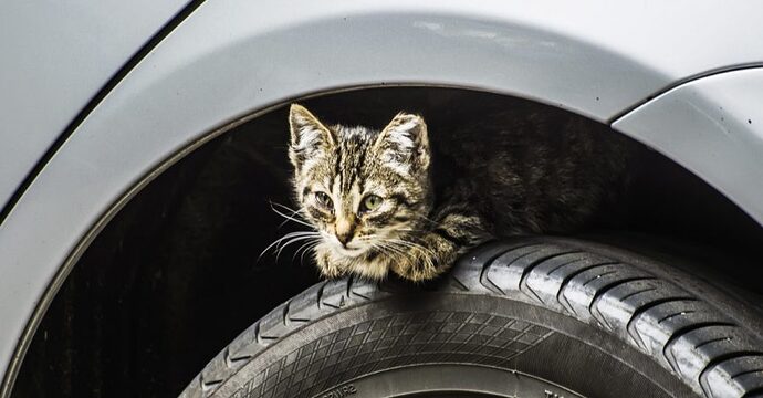 cat_in_wheel_well_car_fb-865x452